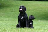 CANE CORSO 1189